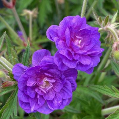 Geranium prat. 'Plenum Violaceum'
